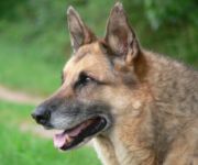Dog training guide  Does it help?